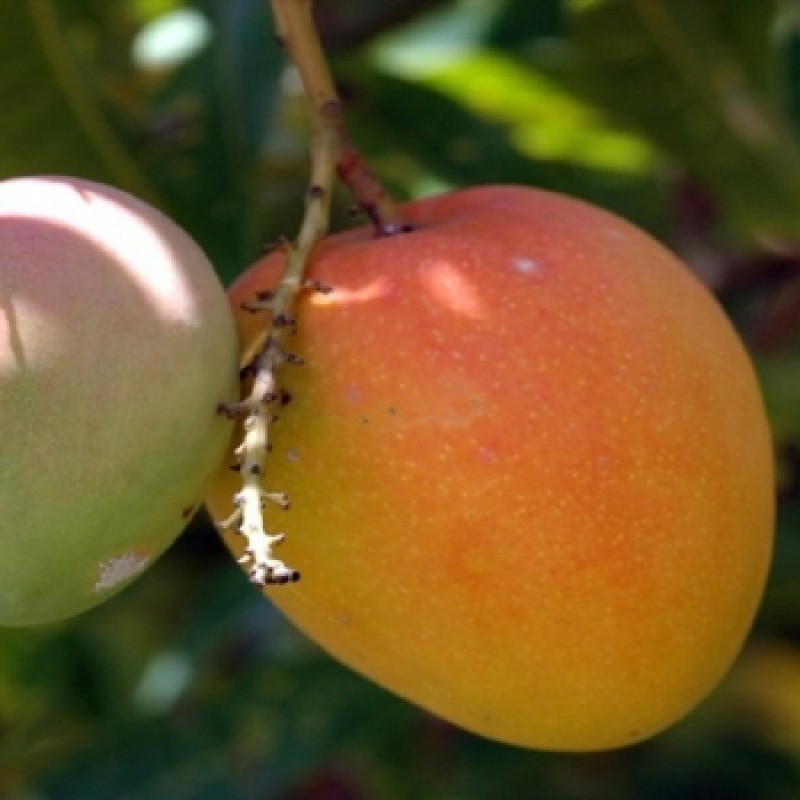 Ratna Mango